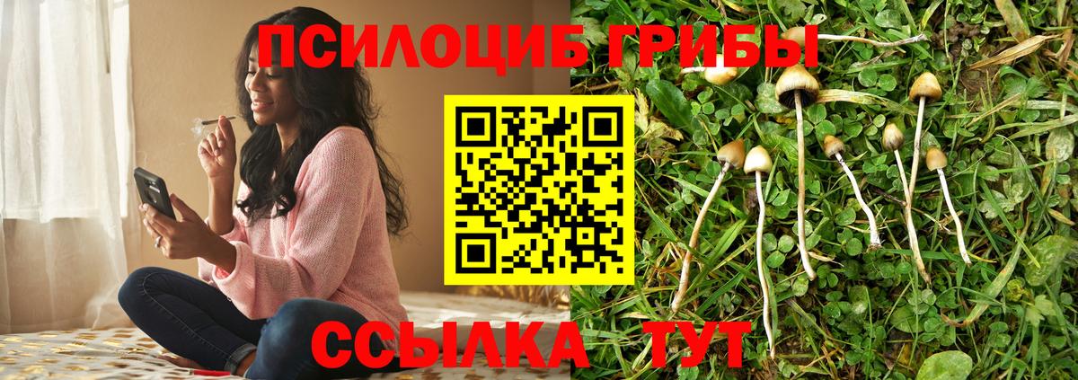 Галлюциногенные грибы Psilocybe Россошь