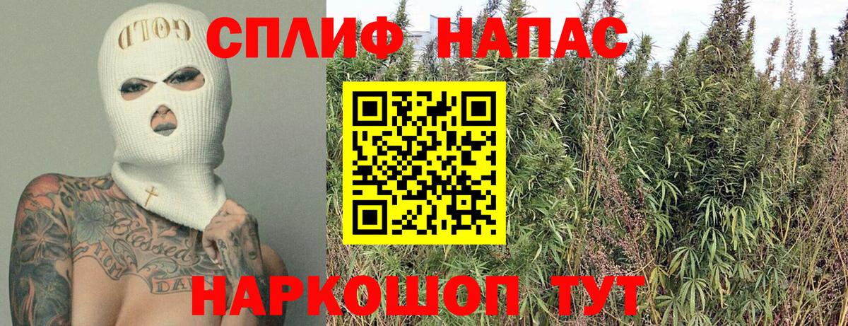 Конопля сатива Россошь